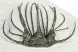 Rare, Spiny Heliopeltis Trilobite - Issoumour, Morocco #255447-6